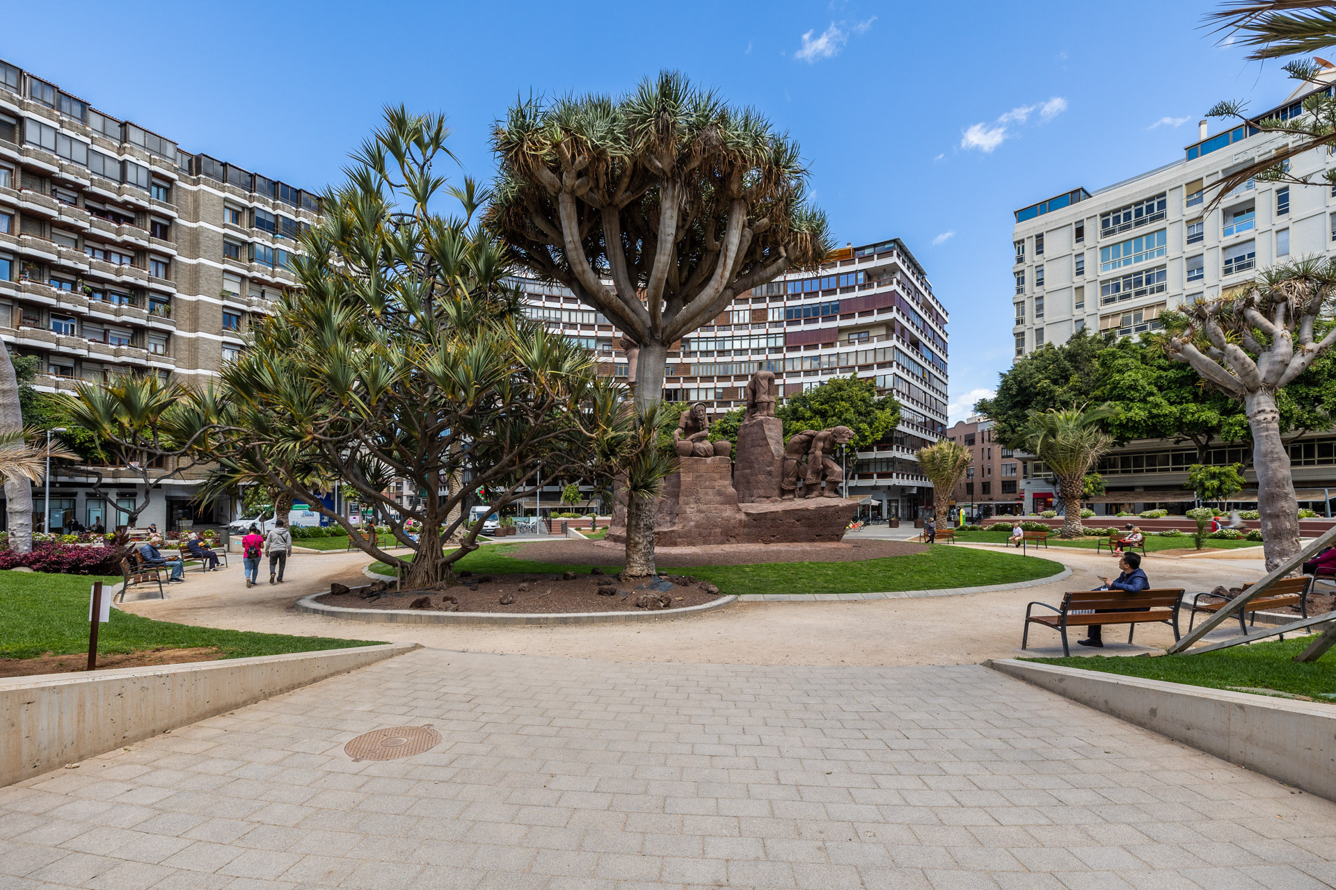 Jardineros autorizados en trasplante de árboles en Gran Canarias