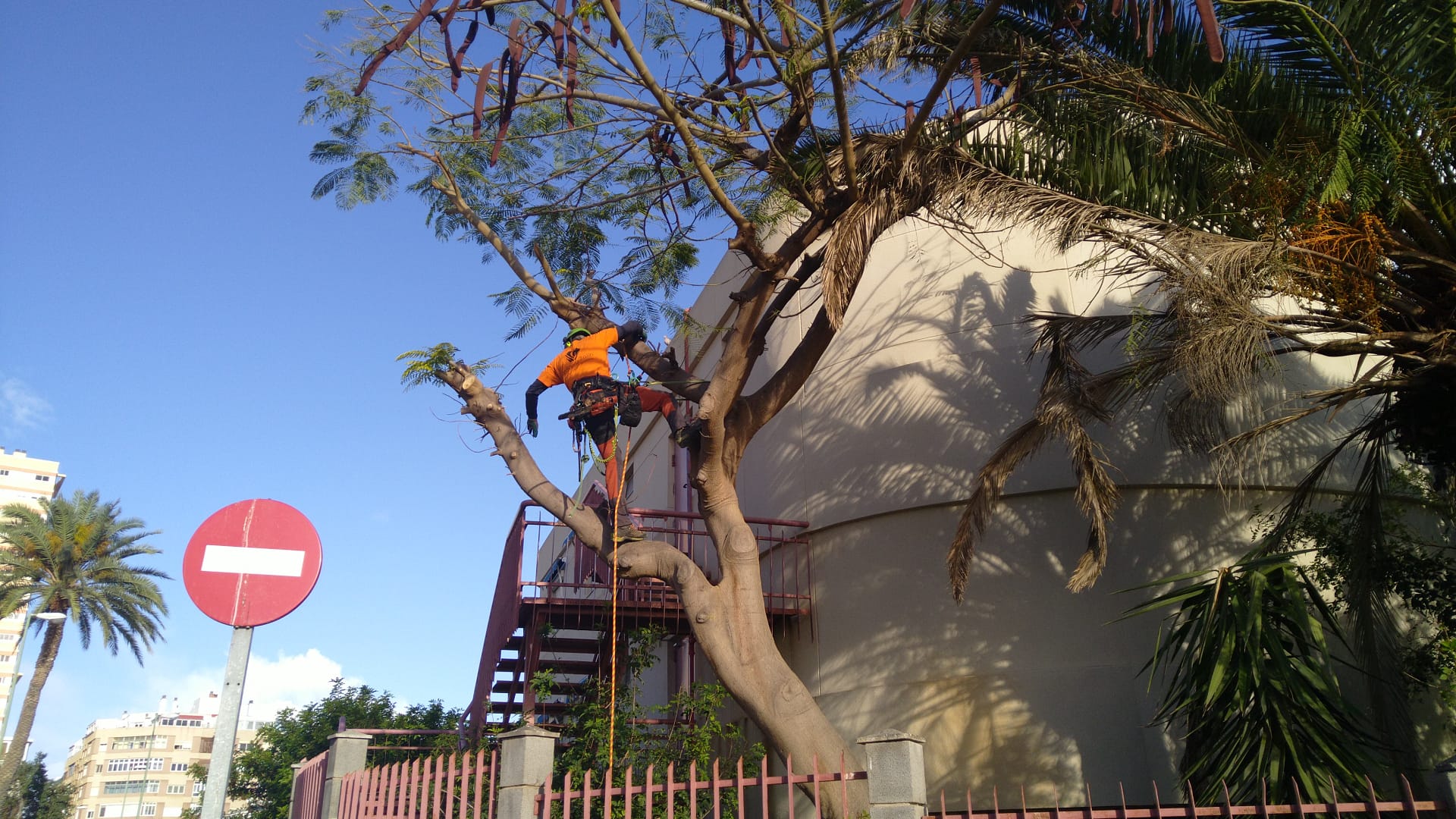 Servicio de podas y talas de árboles y palmeras en Las Palmas, Telde, Arucas, etc.